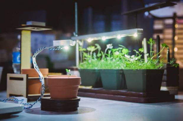 plant-doctor-grow-lights